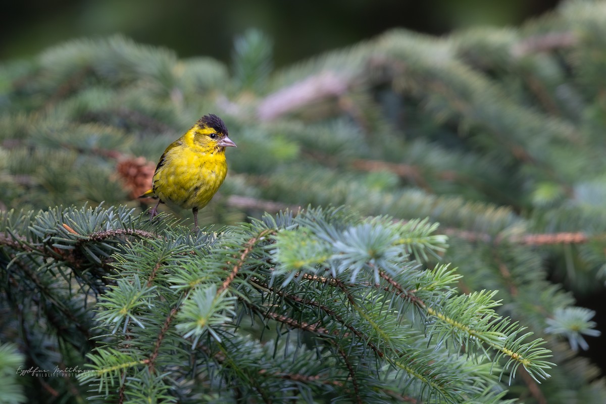 Eurasian Siskin - ML639284055