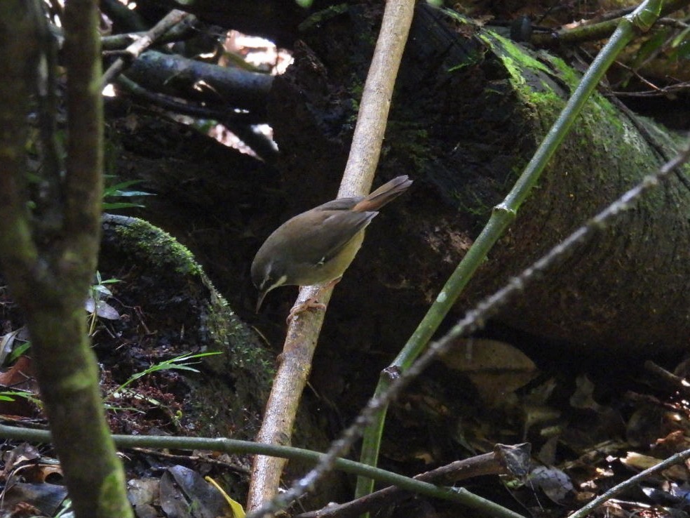White-browed Scrubwren (Buff-breasted) - ML639284059