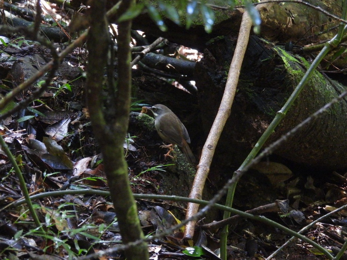 White-browed Scrubwren (Buff-breasted) - ML639284069