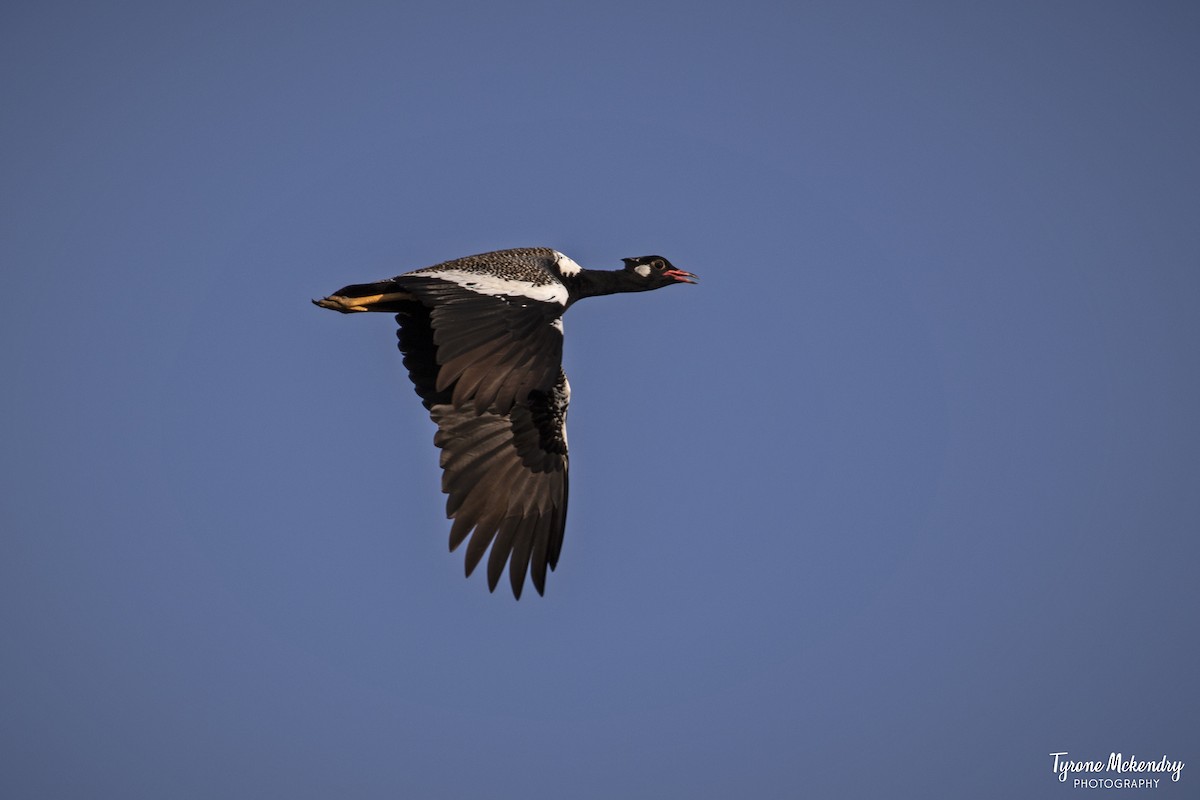Black Bustard - ML639284150
