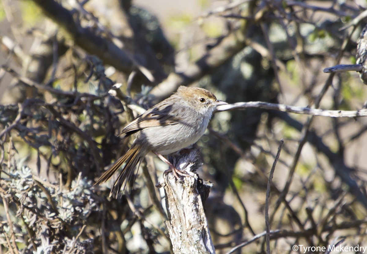 Gray-backed Cisticola - ML639284175