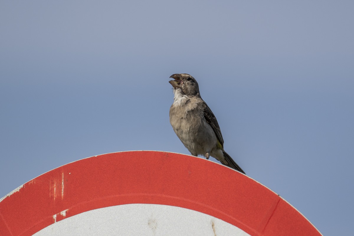 White-throated Canary - ML639284190