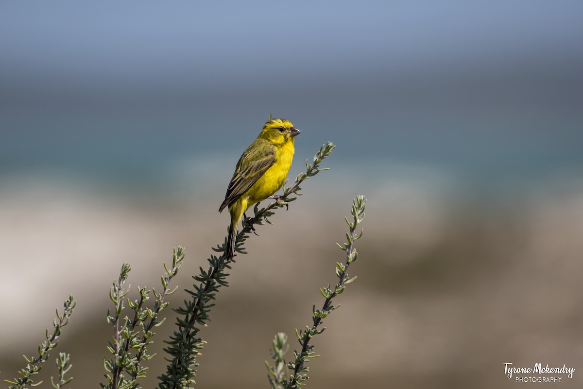 Yellow Canary - ML639284192