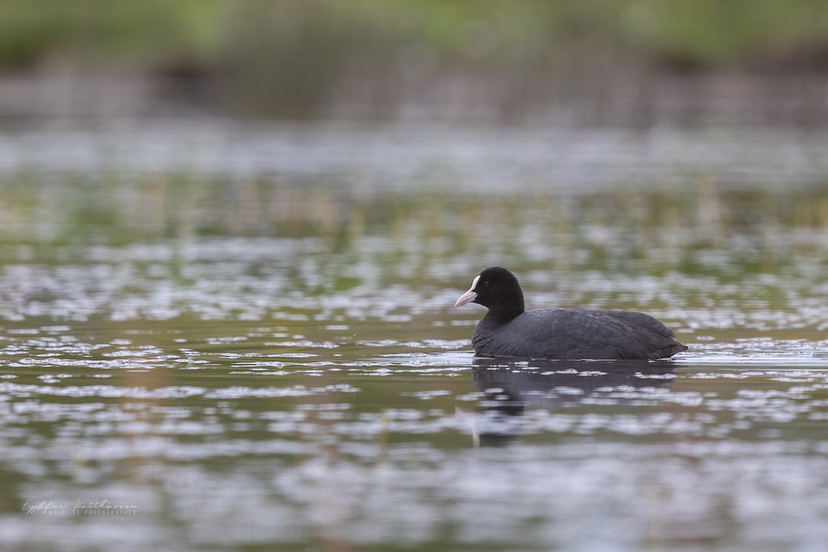 Eurasian Coot - ML639284233