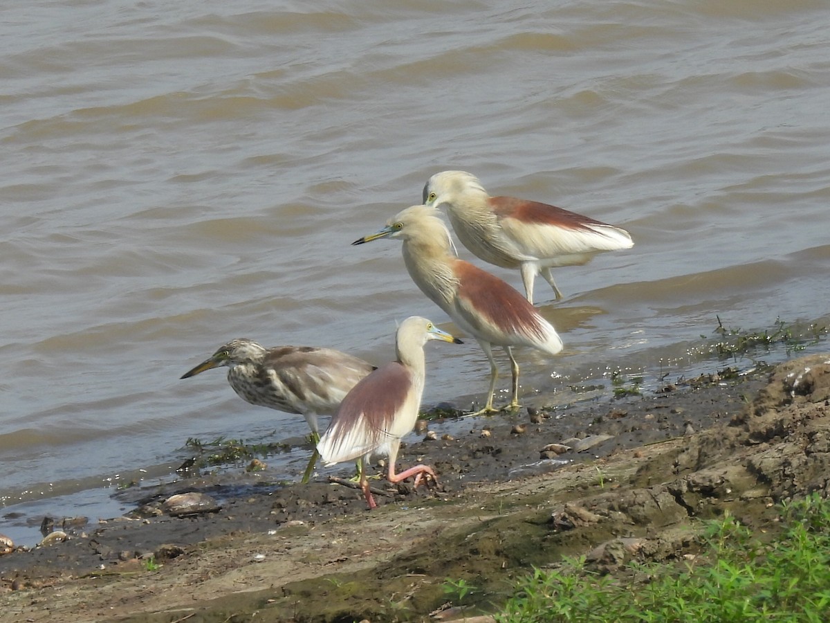 Indian Pond-Heron - ML639284282