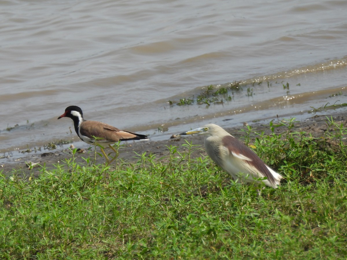 Indian Pond-Heron - ML639284283