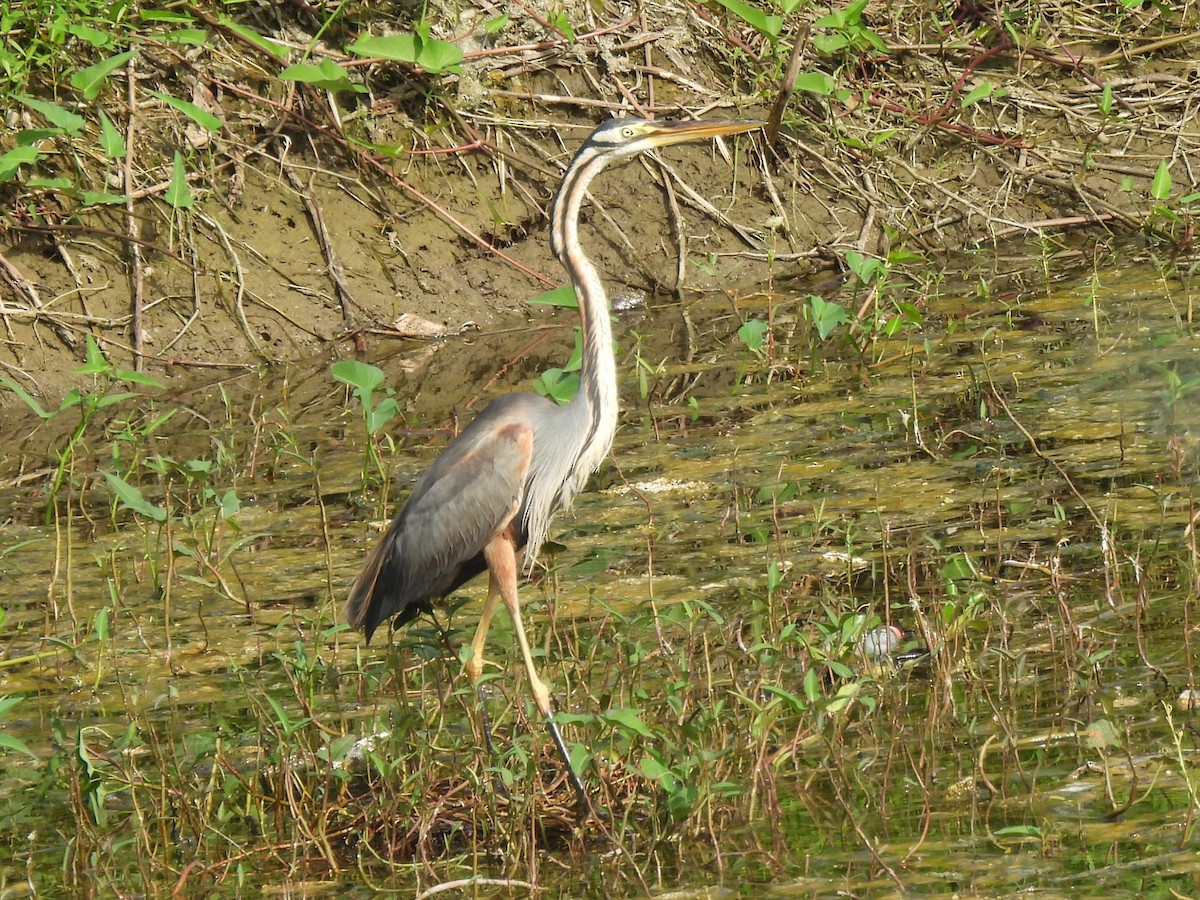 Purple Heron - ML639284294