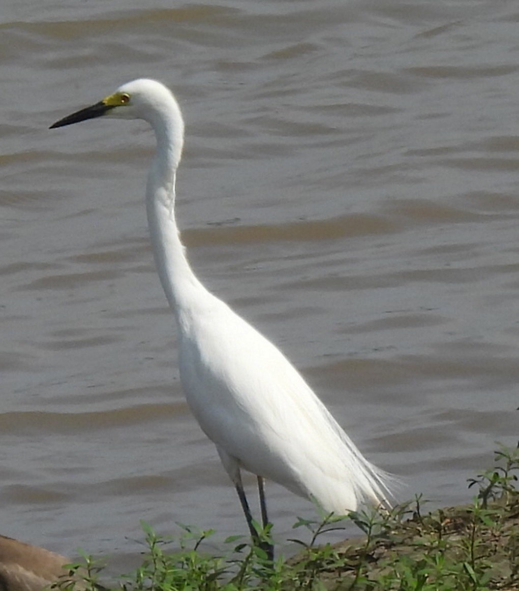 Little Egret - ML639284322