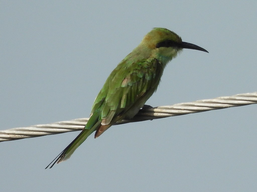 Asian Green Bee-eater - ML639284323