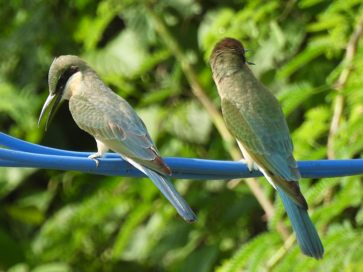 Blue-tailed Bee-eater - ML639284329