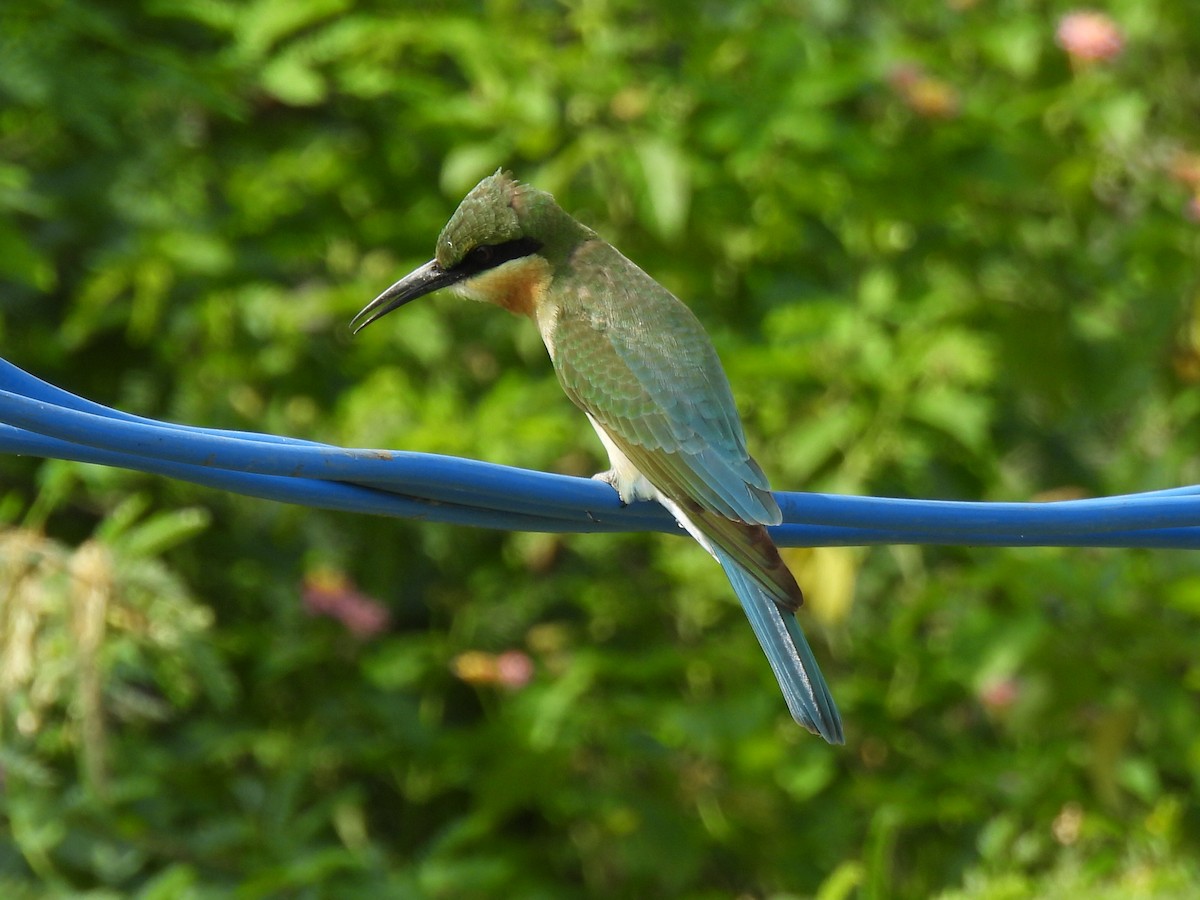 Blue-tailed Bee-eater - ML639284330