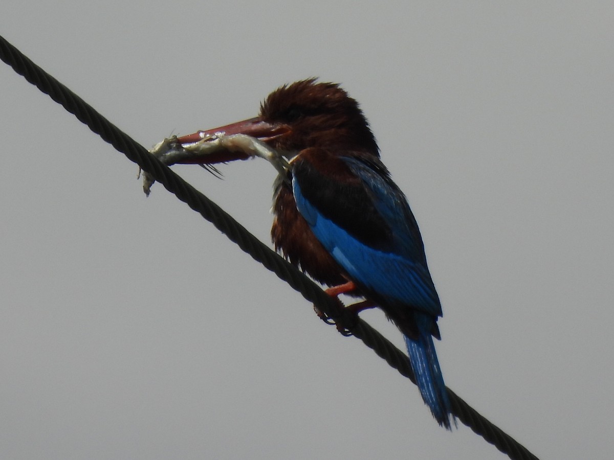 White-throated Kingfisher - ML639284331