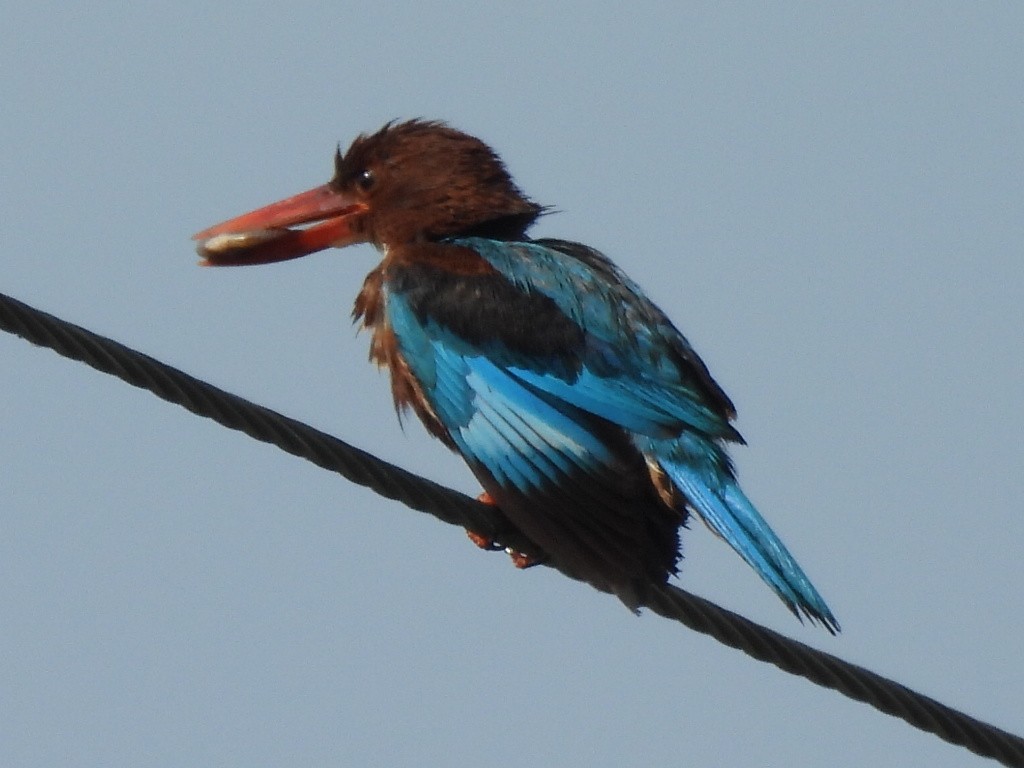 White-throated Kingfisher - ML639284332