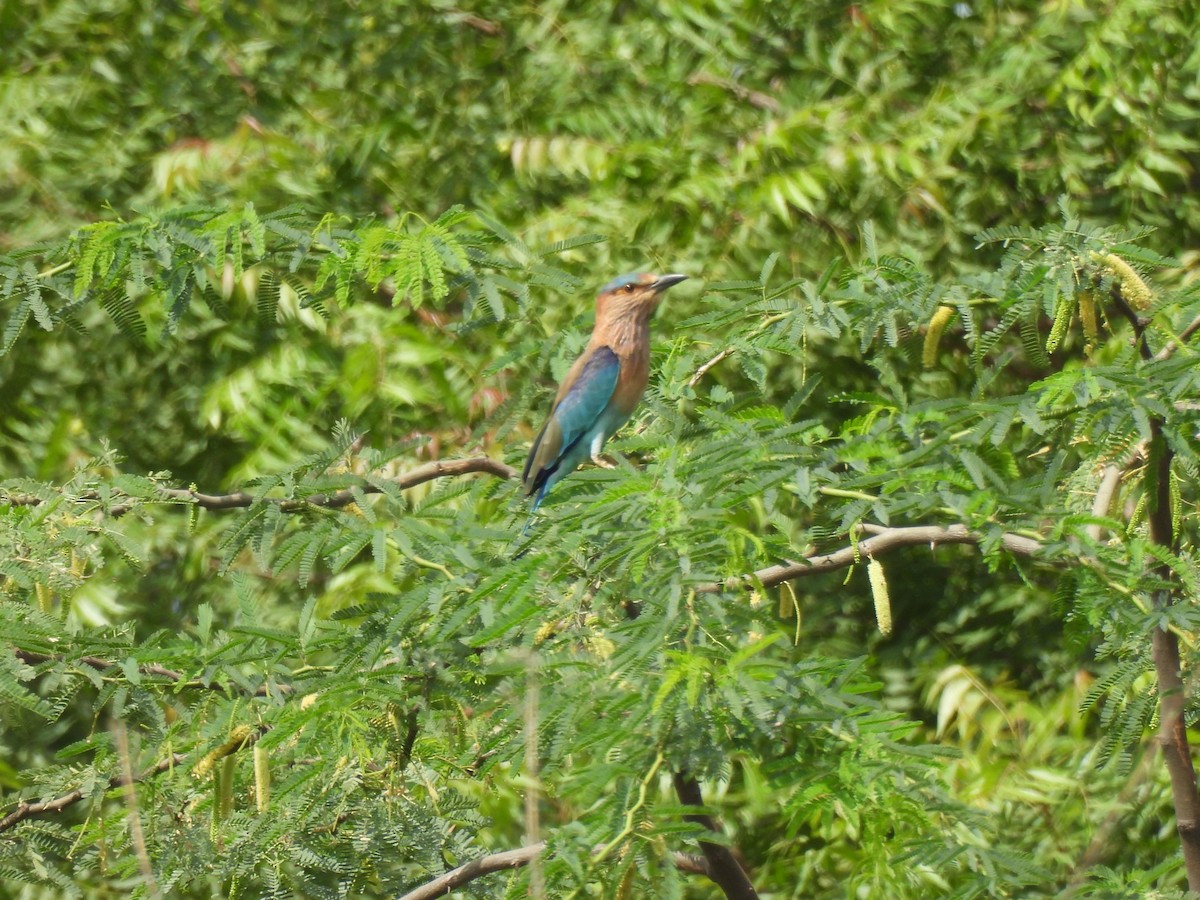 Indian Roller - ML639284354