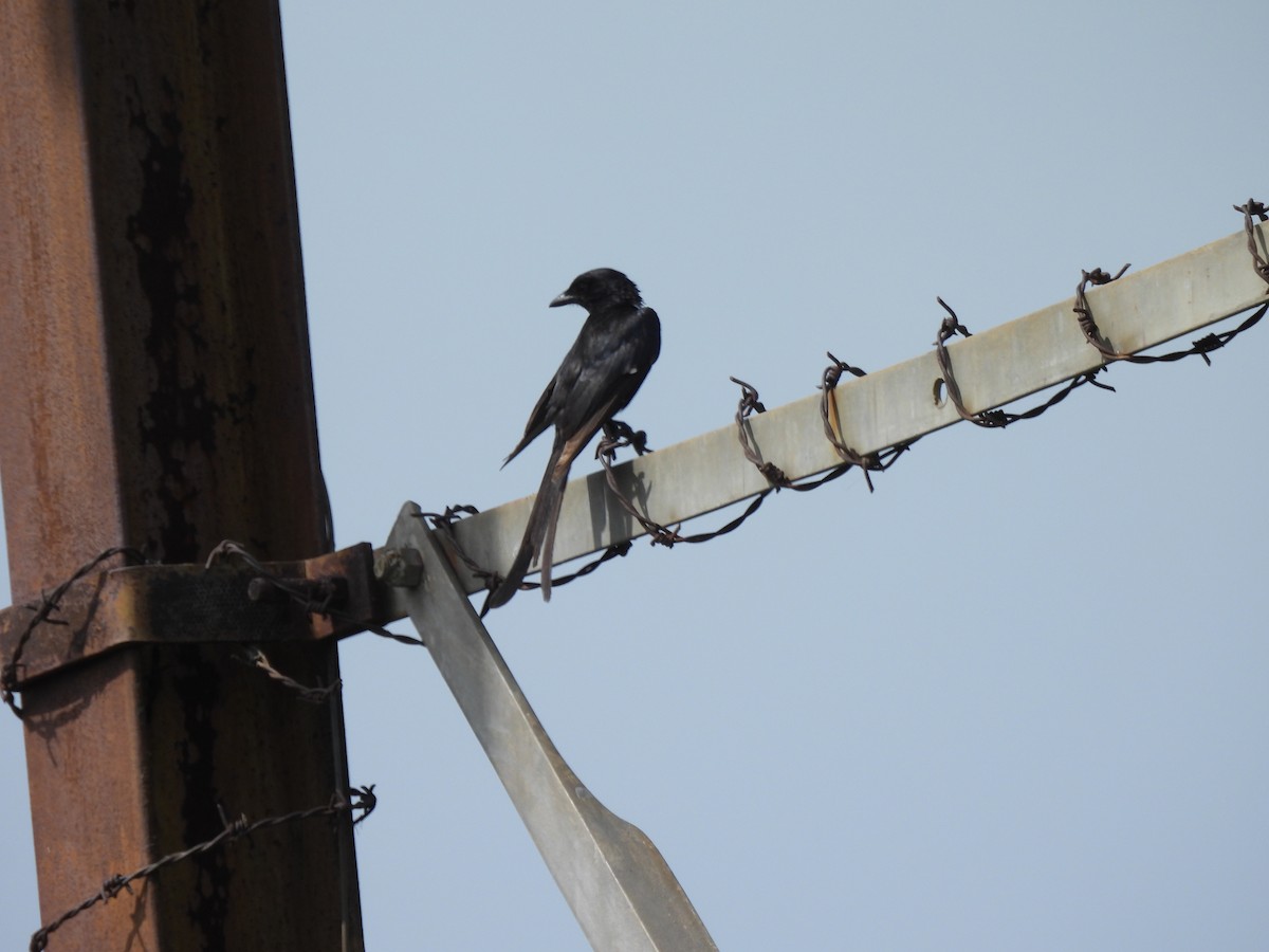 Black Drongo - ML639284357