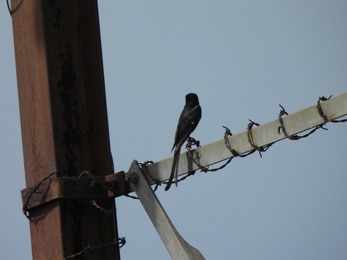 Black Drongo - ML639284358