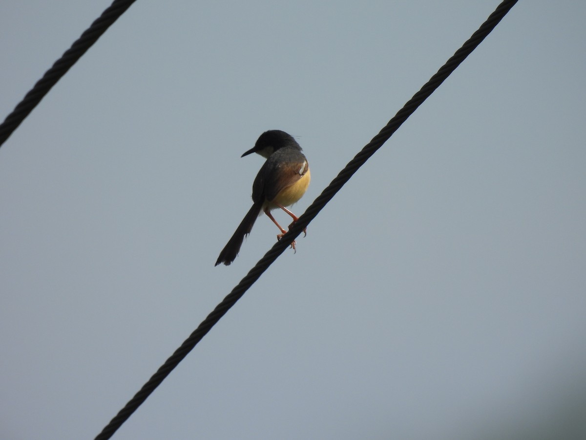 Ashy Prinia - ML639284361