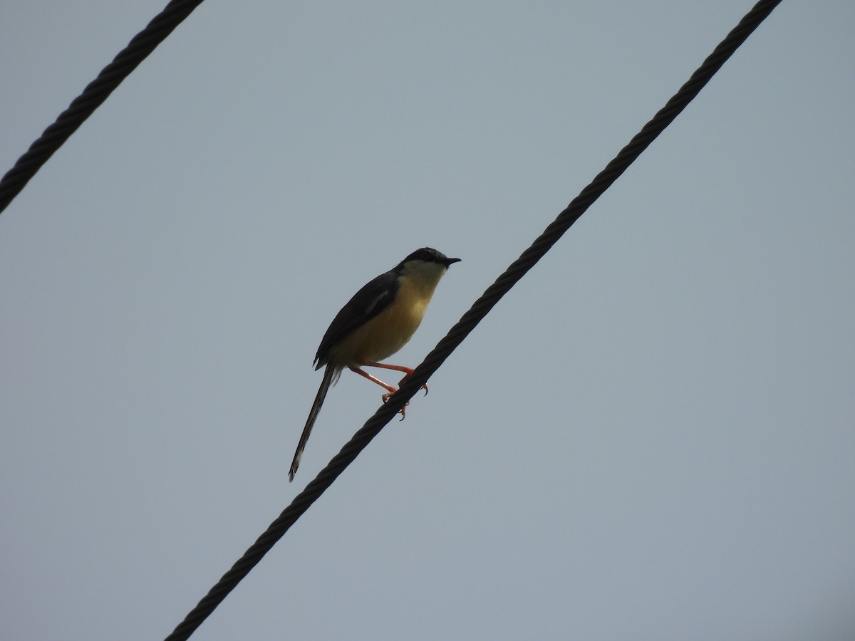 Ashy Prinia - ML639284362