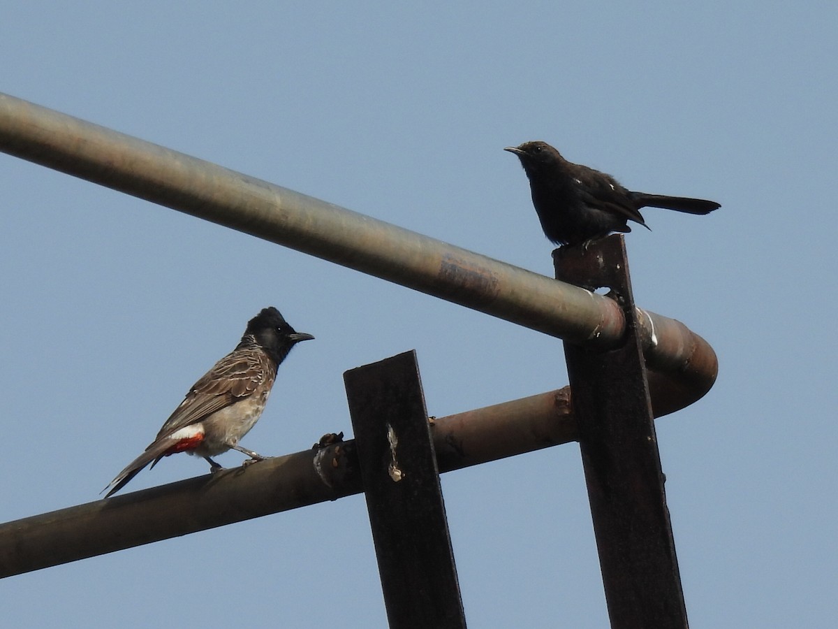 Red-vented Bulbul - ML639284374