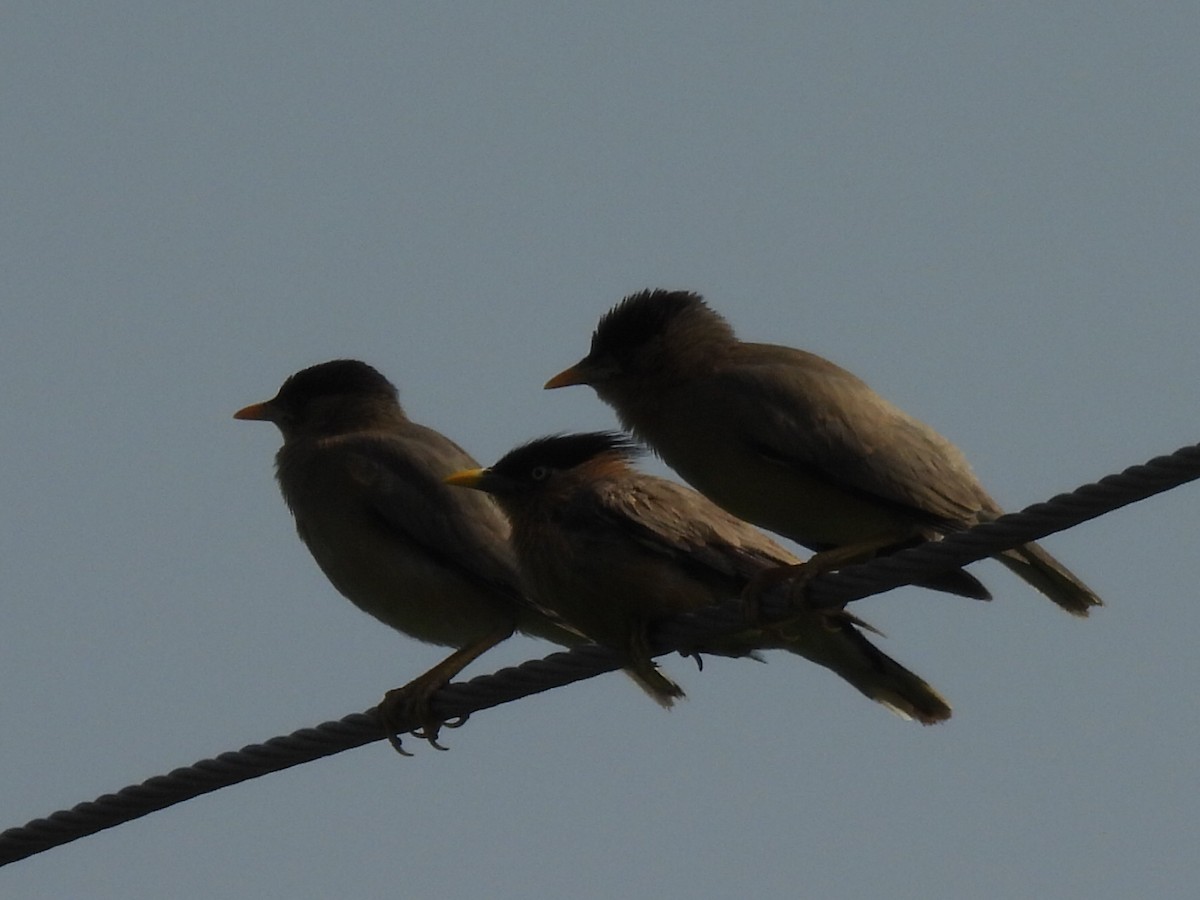 Brahminy Starling - ML639284378