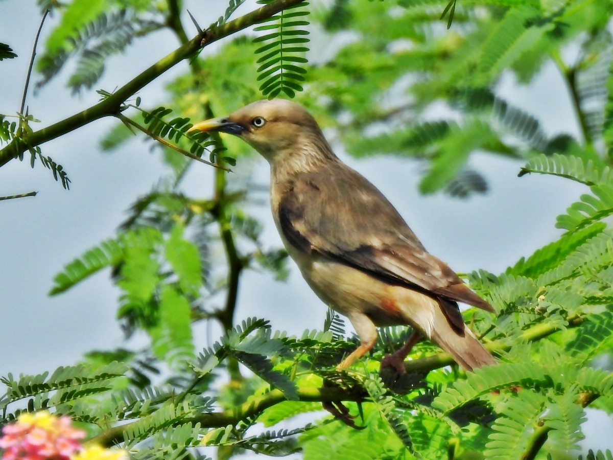 Chestnut-tailed Starling - ML639284381