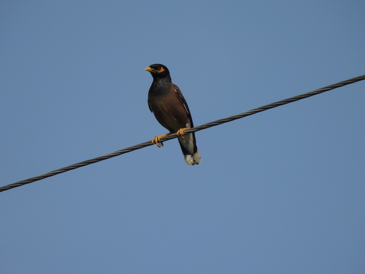 Common Myna - ML639284390
