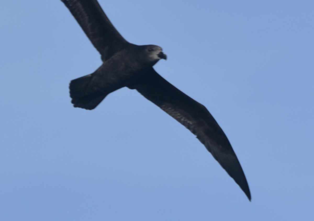 Gray-faced Petrel - ML639284397