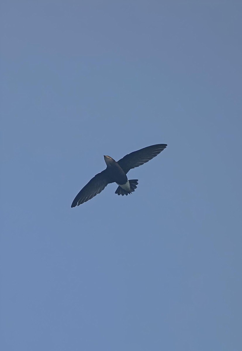 Silver-backed Needletail - ML639284398