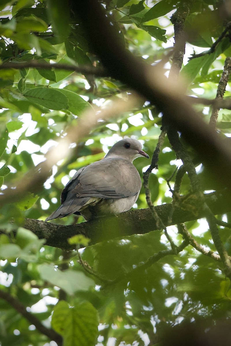 Malabar Has Güvercini - ML639284406