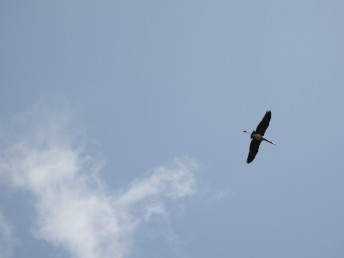 Painted Stork - ML639284415