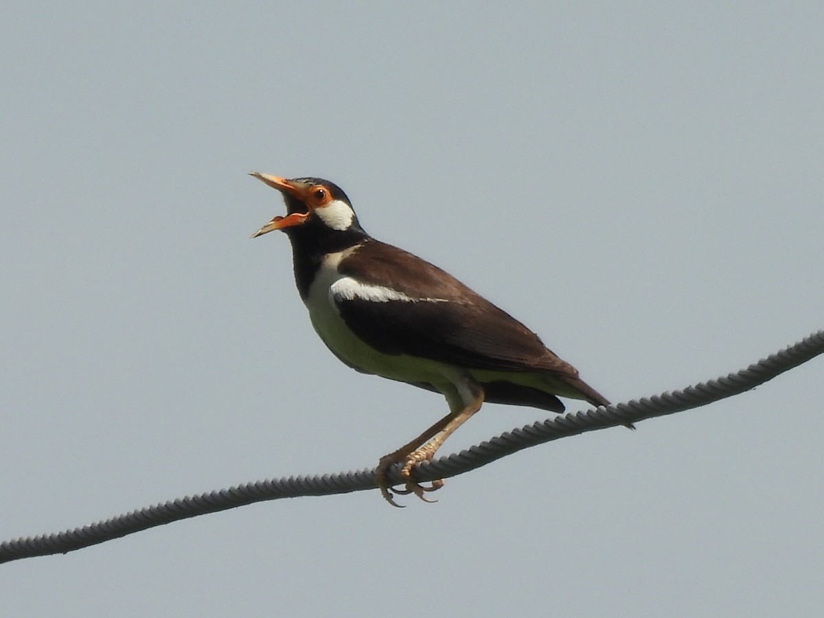 Indian Pied Starling - ML639284425
