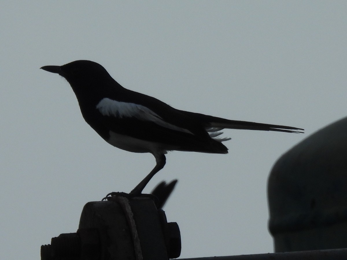 Oriental Magpie-Robin - ML639284431