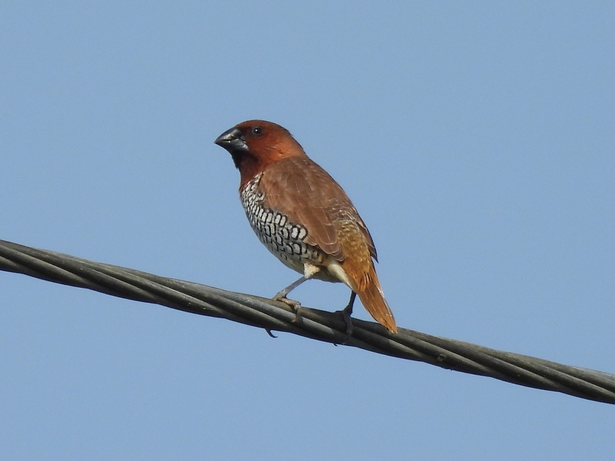 Scaly-breasted Munia - ML639284438