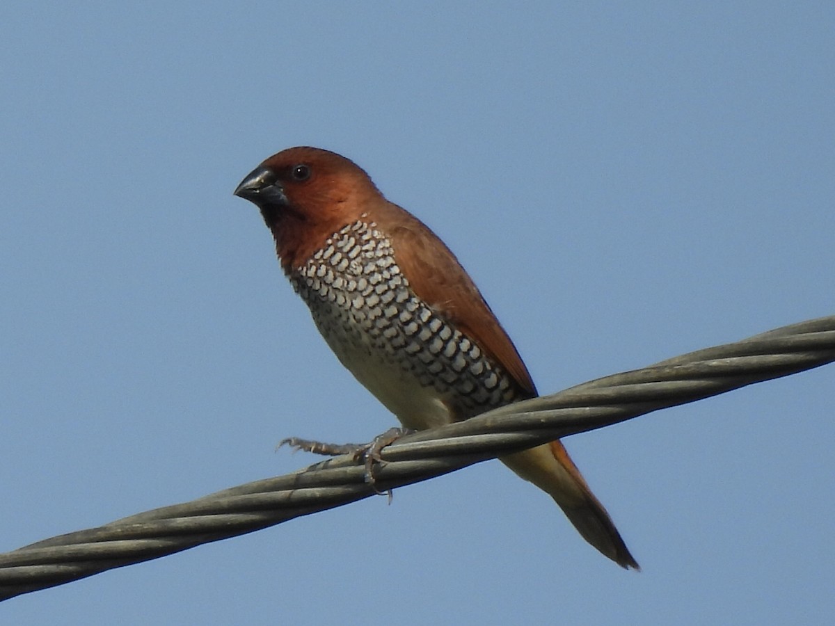 Scaly-breasted Munia - ML639284439