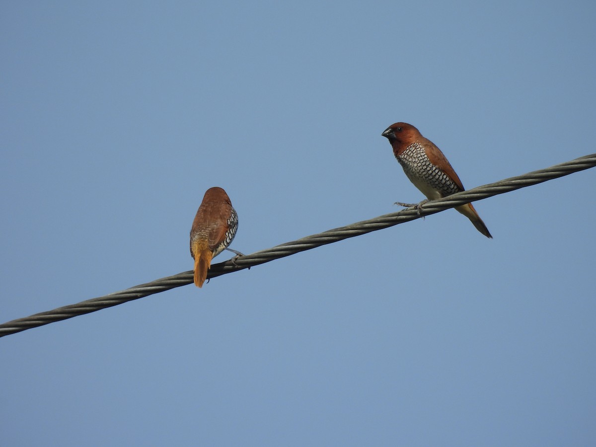 Scaly-breasted Munia - ML639284445