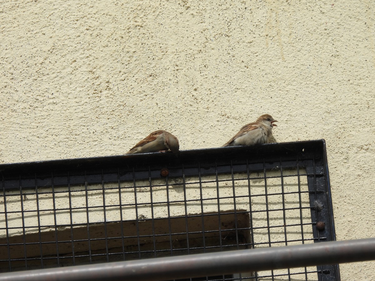 House Sparrow - ML639284463