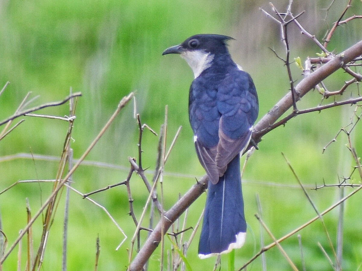 Pied Cuckoo - ML639284465