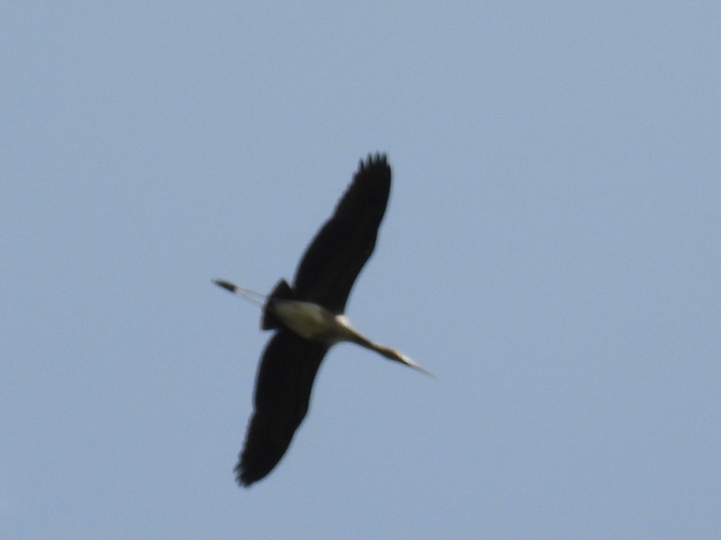 Painted Stork - ML639284476
