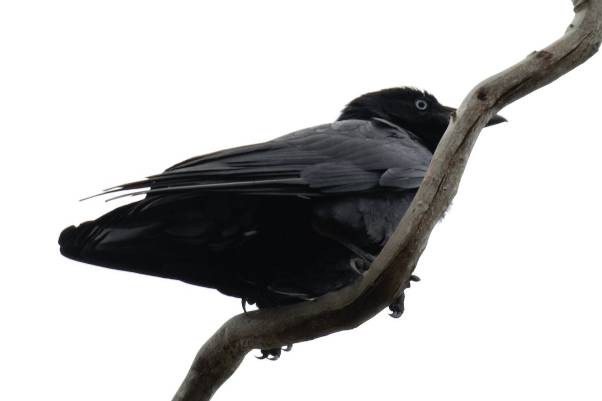 Forest Raven - ML639284477