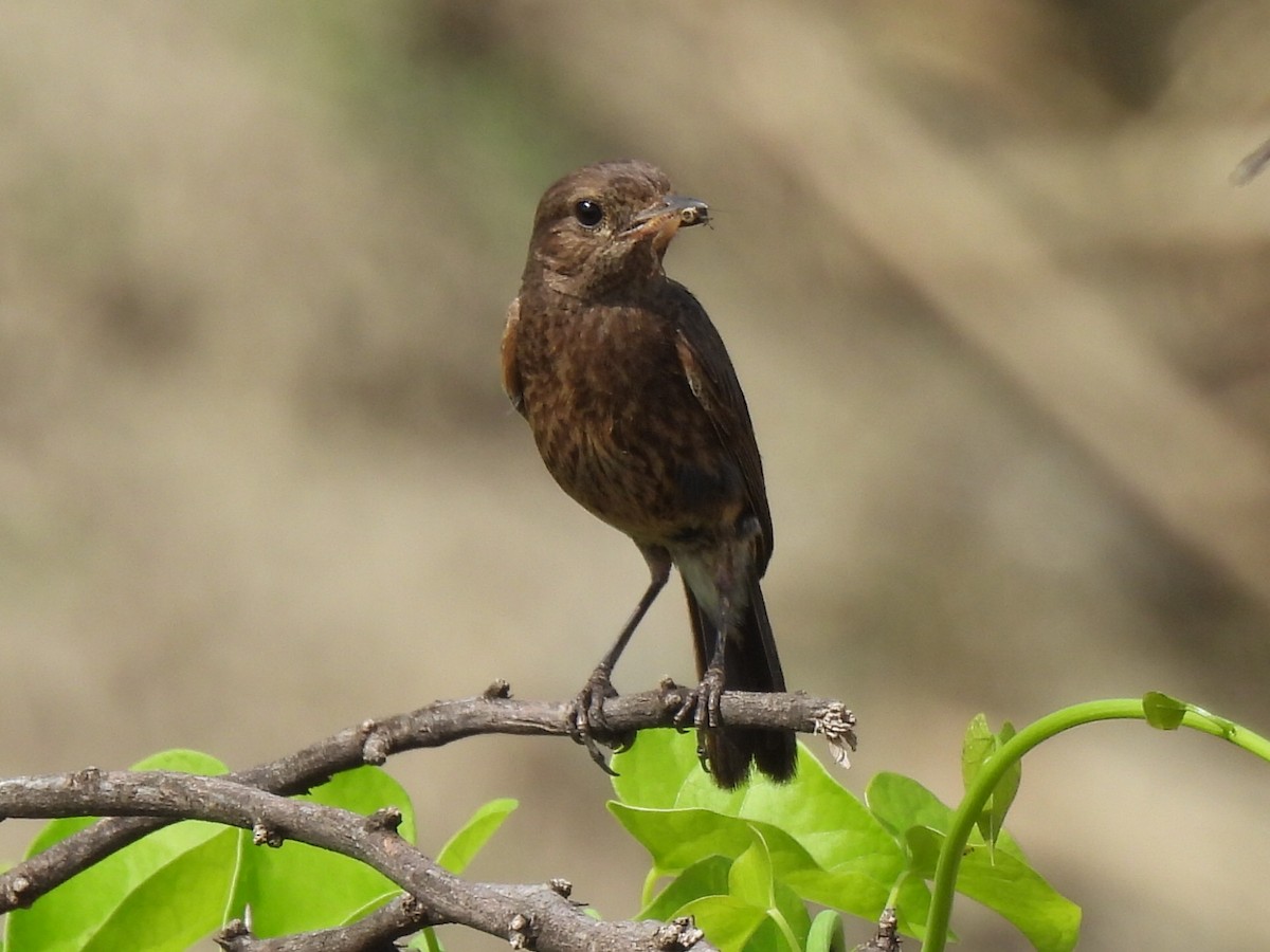 Indian Robin - ML639284500