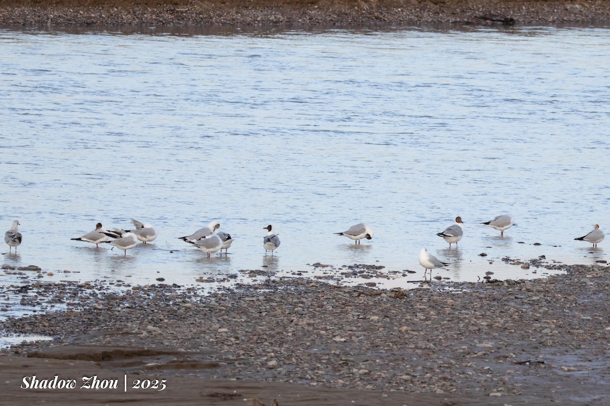 Brown-headed Gull - ML639284547