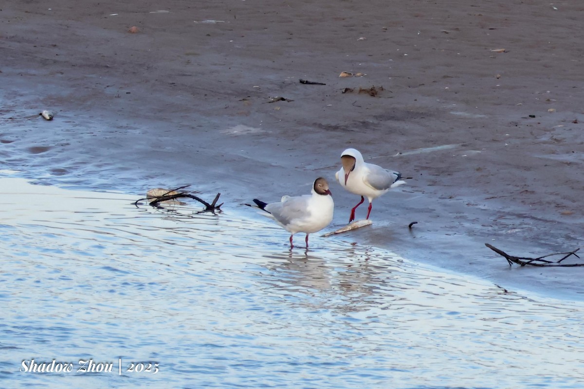 Brown-headed Gull - ML639284550