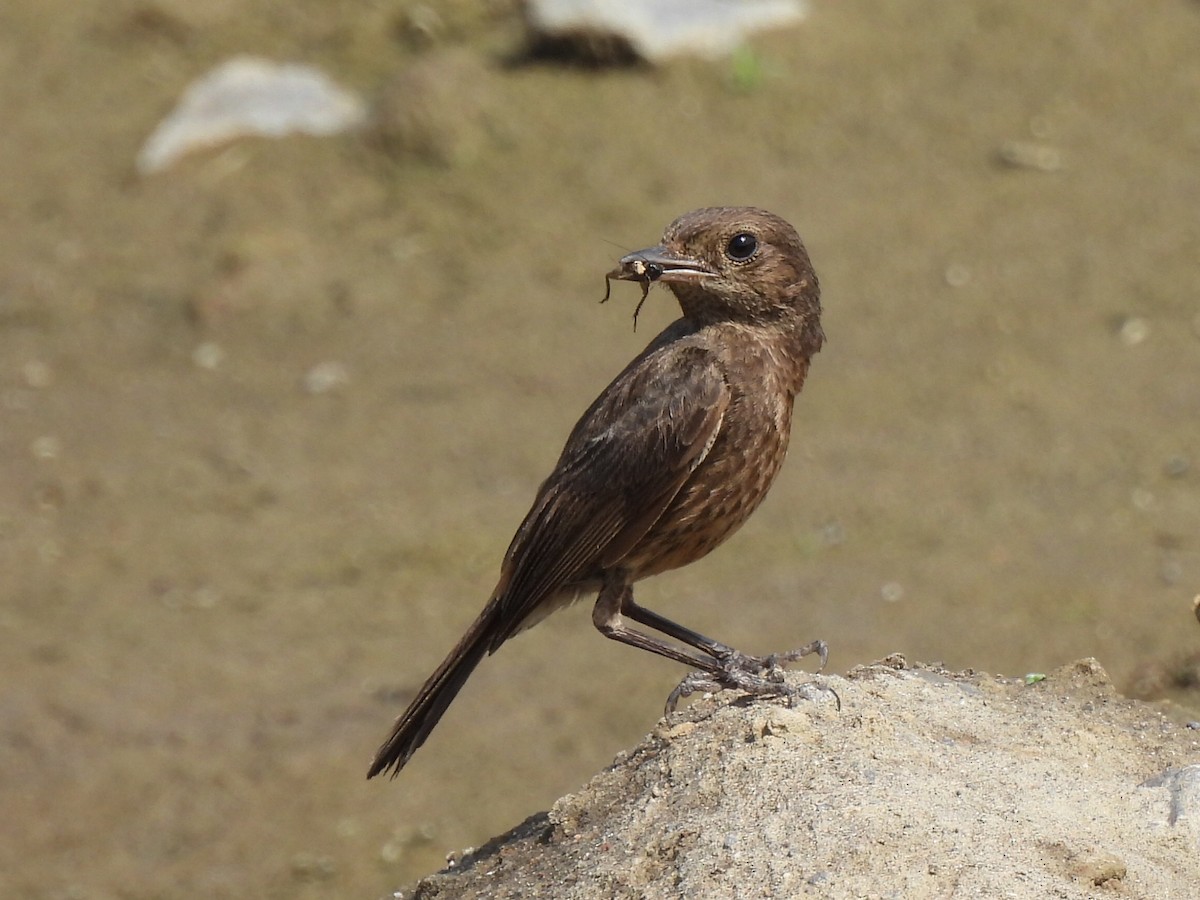Pied Bushchat - ML639284558
