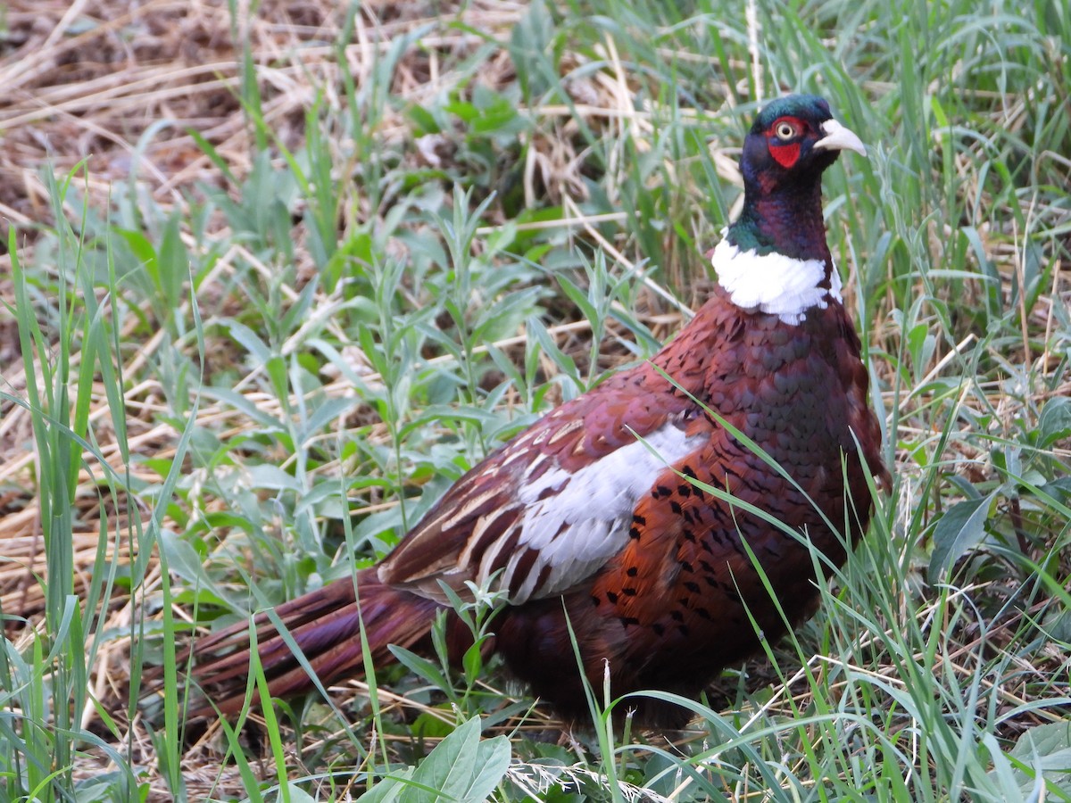 Ring-necked Pheasant - ML639284621