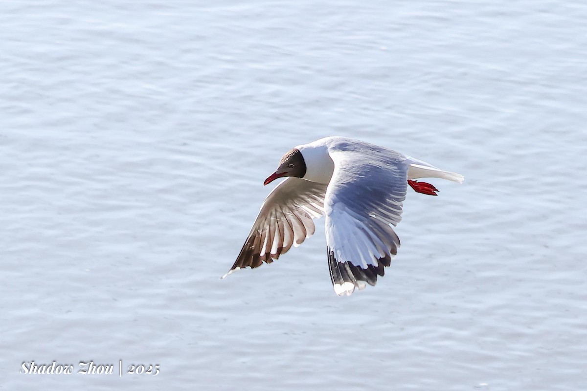 Brown-headed Gull - ML639284622