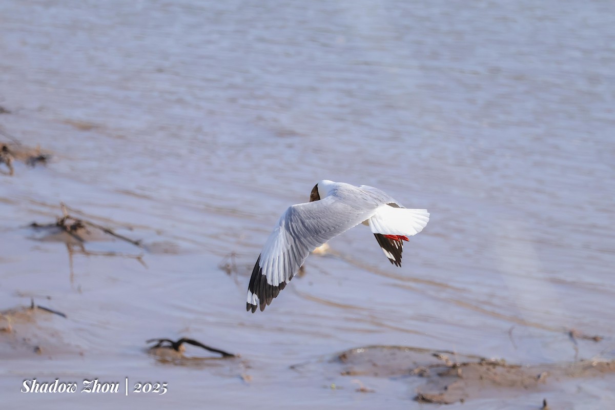 Brown-headed Gull - ML639284623
