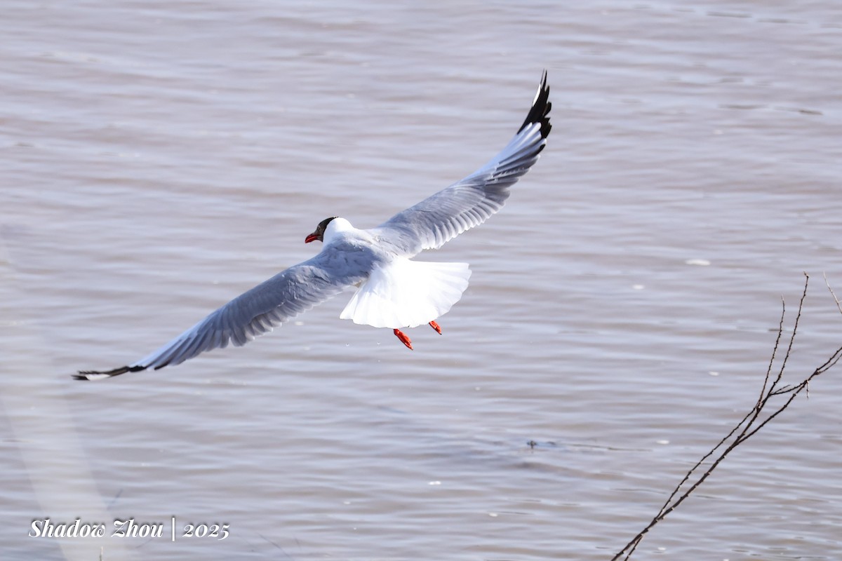 Brown-headed Gull - ML639284625