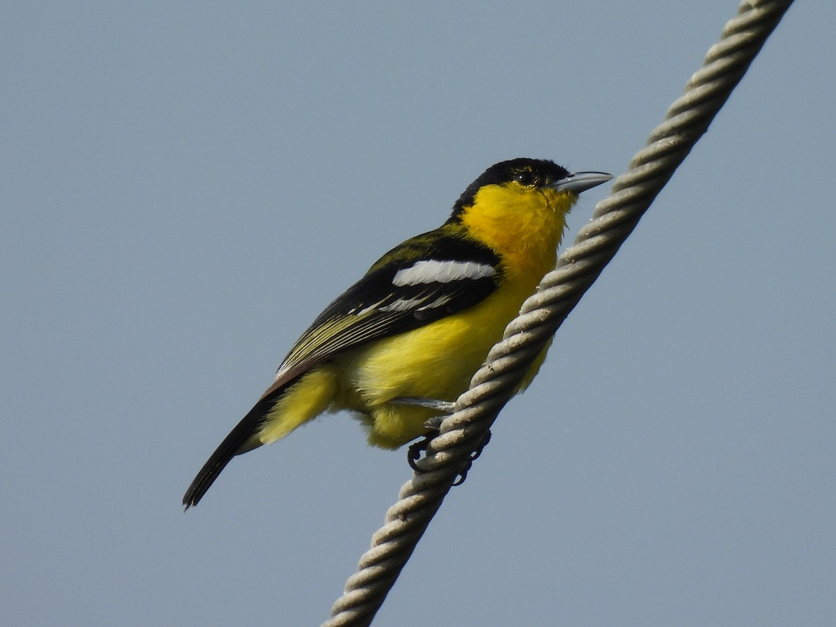 Common Iora - ML639284632