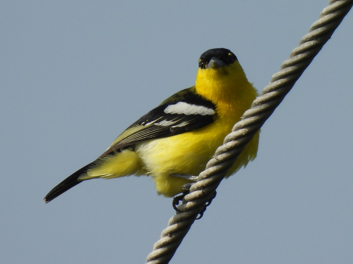 Common Iora - ML639284633