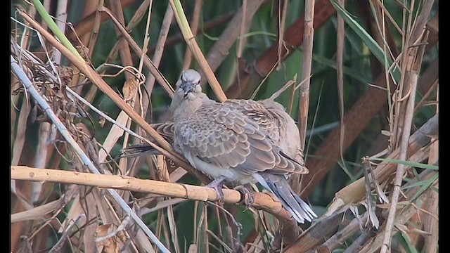 European Turtle-Dove - ML639284634